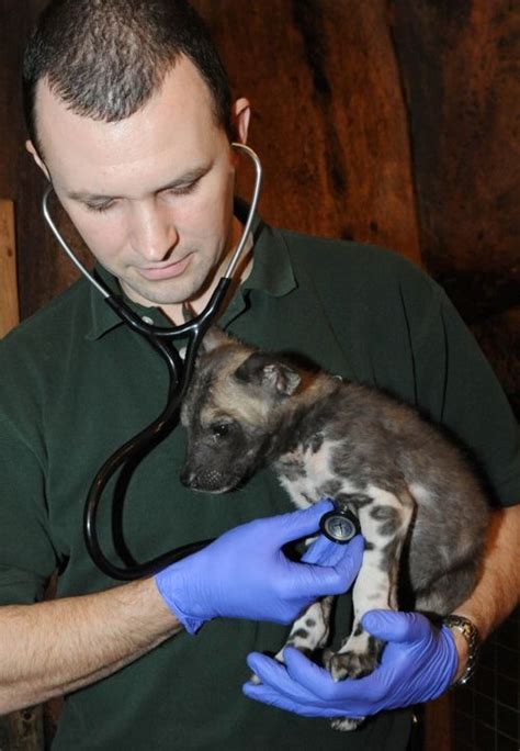 Ten (10!!!) African Wild Dog Puppies Born at Brookfield Zoo - ZooBorns