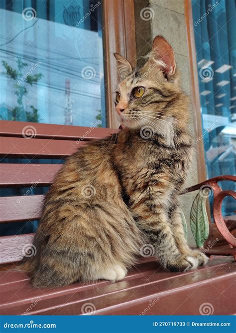 A Cute Cat Sitting and Look Sideways Stock Image - Image of little ...