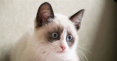 Snowshoe Cat Breed Information Center - A Complete Guide | Snowshoe cat ...