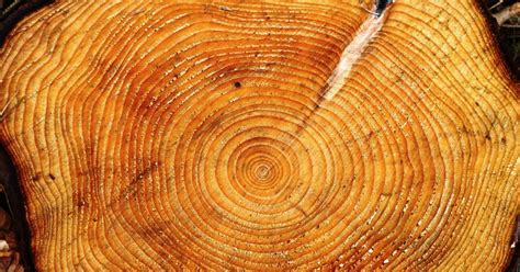 #bioPGH Blog: Tree Rings to Rule them All | Phipps Conservatory and Botanical Gardens ...