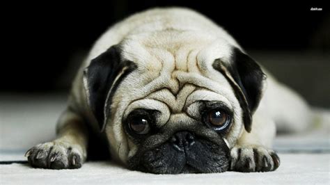 Funny Pug Wallpapers - Wallpaper Cave