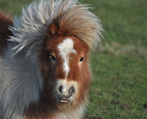 Such a cute Shetland pony stallion. | Shetland pony, Horses, Pony