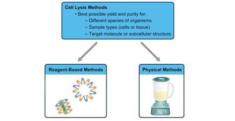 Overview of Cell Lysis and Protein Extraction | Thermo Fisher Scientific - US