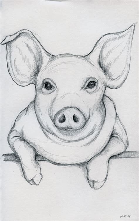 Realistic Pig Face Drawing