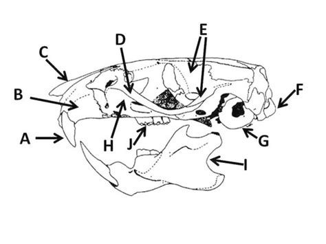 Rat Skull Flashcards | Quizlet