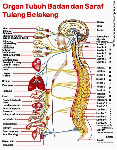 BEKAM SUNNAH SOLUTION: ANATOMI TUBUH BADAN MANUSIA