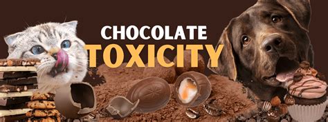 Chocolate Toxicity Calculator - West Queanbeyan Veterinary Hospital