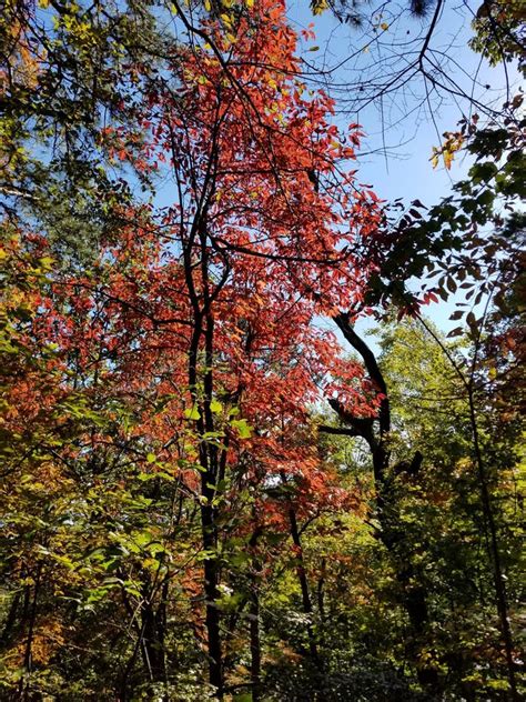 Brilliant Fall Colors - Appalachian Forest Autumn Foliage Stock Image ...