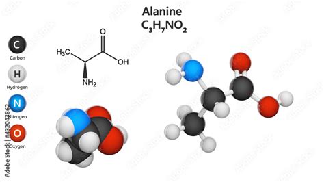 Alanine (symbol Ala or A) is a small non-essential amino acid in humans. Molecular formula ...