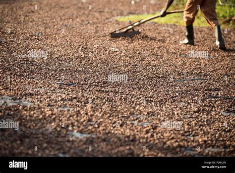 Cocoa bean fermentation hi-res stock photography and images - Alamy