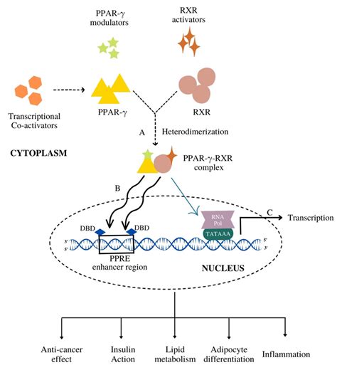 PPAR-γ Partial Agonists in Disease-Fate Decision | Encyclopedia MDPI