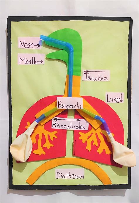 Human Respiratory System Model