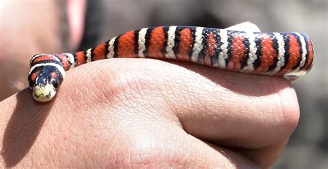 Arizona Black Rattlesnake Survey 2018 | Closeup image of a k… | Flickr