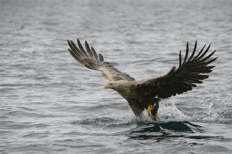 Eagle Catching Prey stock photo. Image of flight, apex - 42904598