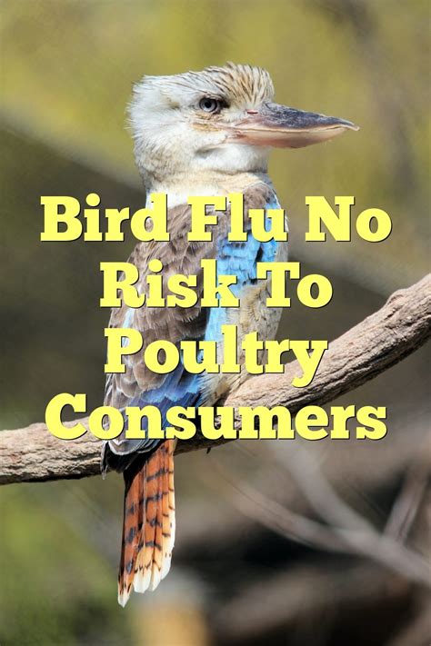 Bird Flu No Risk To Poultry Consumers | by Birdsquestions | Medium