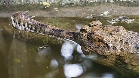 Crocodile - False Gharial stock image. Image of fauna - 36578331