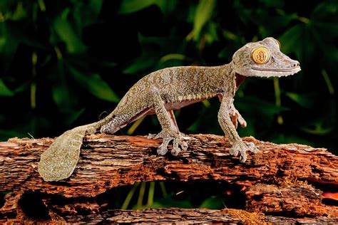 Giant Leaf-tailed Gecko, Uroplatus Photograph by David Northcott - Pixels