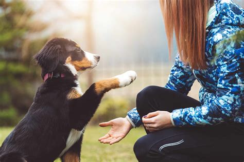 The Bond Between People and Dogs