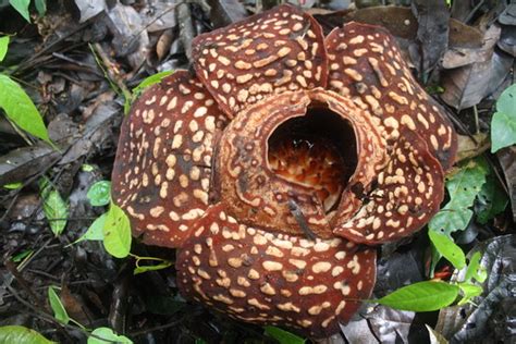 Tambunan Rafflesia Reserve (Kota Kinabalu) - 2021 All You Need to Know ...