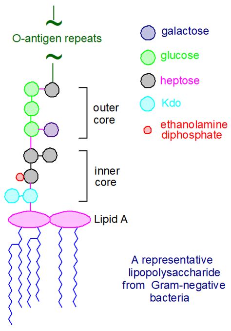 Lipid A and Bacterial Lipopolysaccharides, Gram-negative, endotoxins ...