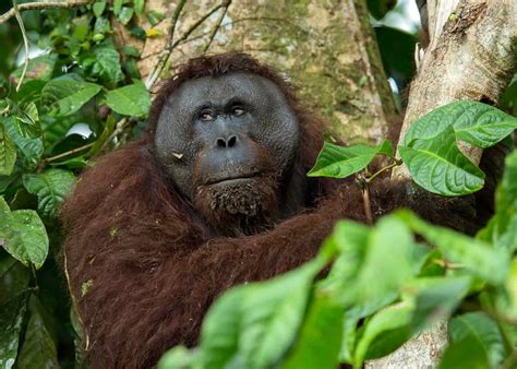 Borneo Eco Tour: Rainforest & Reefs - Oceanic Society