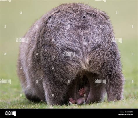 Vombatus wombat hi-res stock photography and images - Alamy