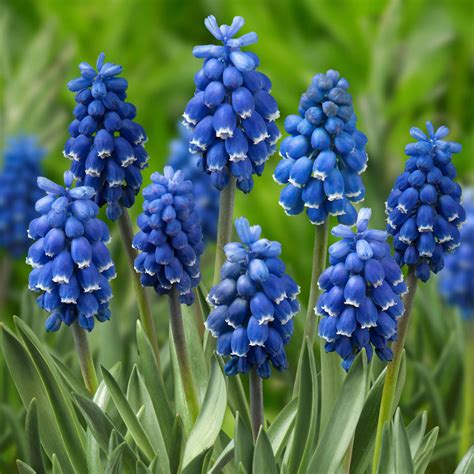 Colorful Grape Hyacinth Bulbs for Sale Online | Skylight Mix – Easy To ...