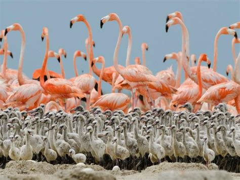 Flamingo Chicks, Mexico | Flamingo pictures, Bird photo, Flamingo