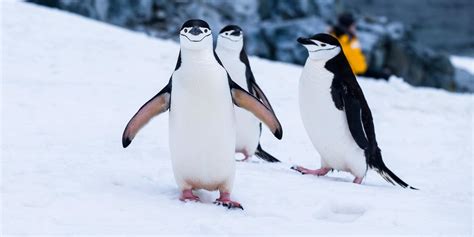 Nuova tecnologia per studiare i pinguini antartici senza disturbi ...