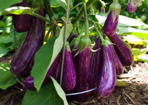 Eggplant - Vegetables in the Desert? Absolutely!