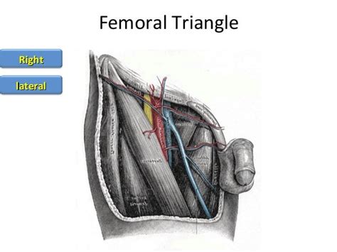 The Femoral Triangle