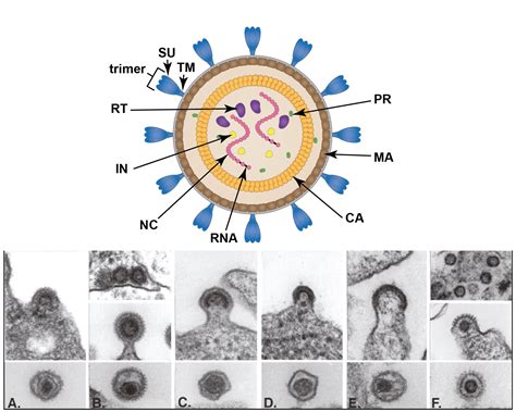 Retrovirus Structure