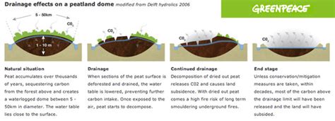 Peatland Restoration - East Africa Sisal