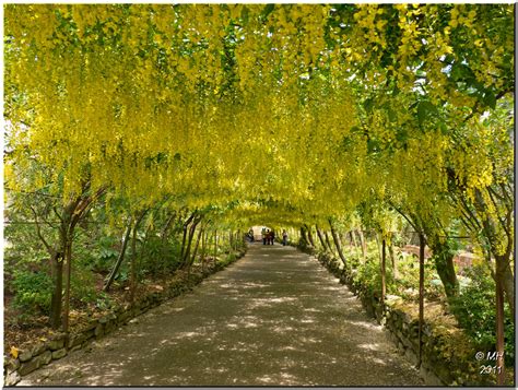 Bodnant - the laburnum arch | We visited Bodnant gardens en-… | Flickr