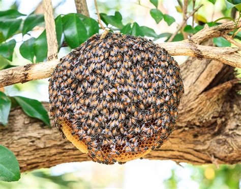 Eye-popping Information About the Habitat of Honey Bees - Animal Sake