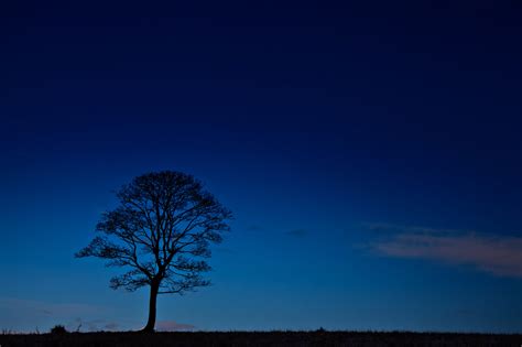 Tree Silhouette At Night Free Stock Photo - Public Domain Pictures