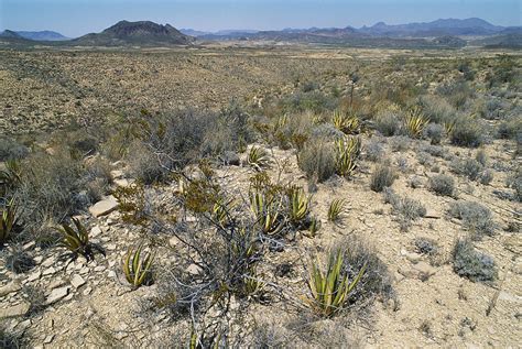 Chihuahuan Desert, Texas Photograph by Gary Retherford - Fine Art America