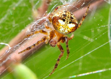 Winged Spider - Araneus albotriangulus