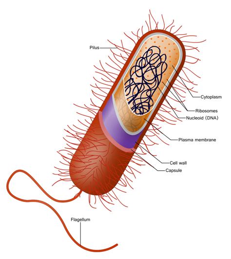 Flagella and Cilia – Mt Hood Community College Biology 101