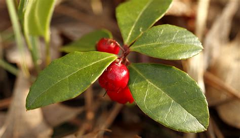 Learn the Many Uses of Wintergreen - Hobby Farms