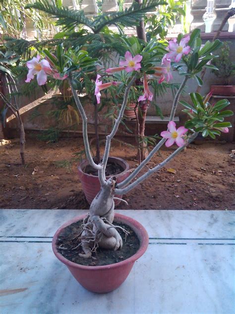 Adenium Bonsai Plant, बोन्साई पौधा in Jhotwara, Jaipur , Akshar Plants & Planters | ID: 7098811473