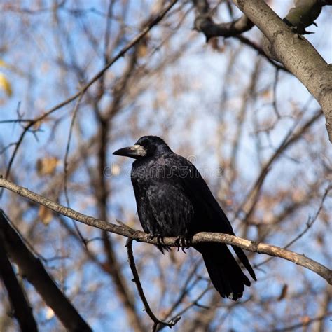 Rook (Corvus frugilegus) stock photo. Image of family - 13196906