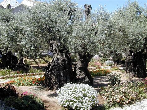 This I Know: In the Garden of Gethsemane....