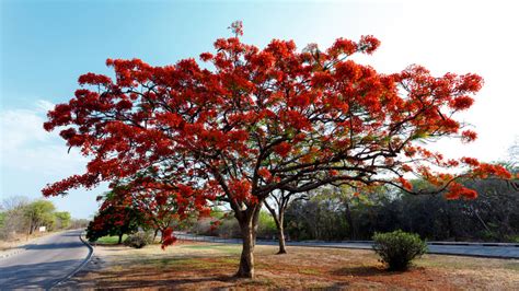 10 Trees That Bloom With Gorgeous Orange Flowers