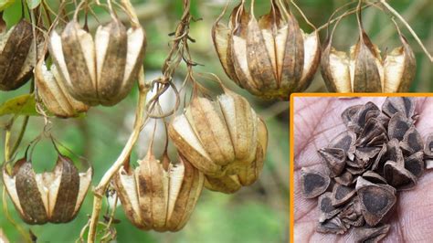 Aristolochia indica dry pods and seeds - YouTube