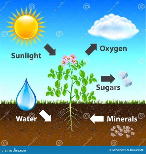 Photosynthesis Diagram Vector Background Stock Vector - Illustration of ...