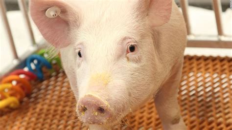 Genetically modified pig for allergy-free medical and food products ...