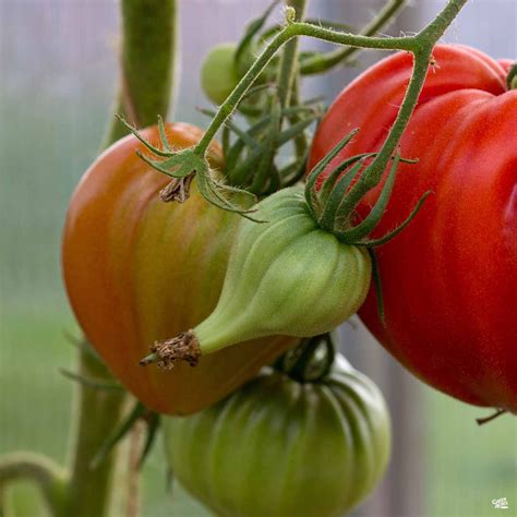 Tomato 'Beef Master' — Green Acres Nursery & Supply