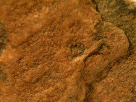 Is This A Precambrian Fossil? - Fossil ID - The Fossil Forum