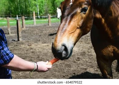 Horse Carrot Images, Stock Photos & Vectors | Shutterstock